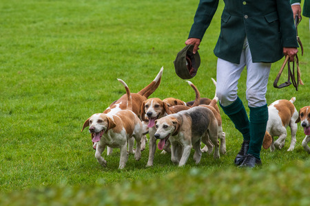 Harrogate, North Yorkshire, UK - July 12th, 2018: Hunt leaders led dozens of hounds into the main ring at the Great Yorkshire Show on 12th July 2018 at Harrogate in North Yorkshire, Englandのeditorial素材