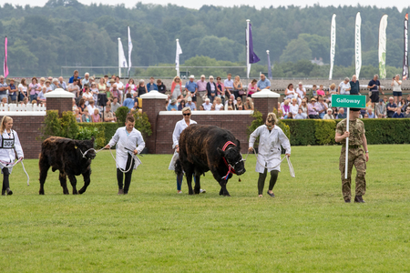 Harrogate, North Yorkshire, UK - July 12th, 2018: Cow judging at the Great Yorkshire Show on 12th July 2018 at Harrogate in North Yorkshire, Englandのeditorial素材