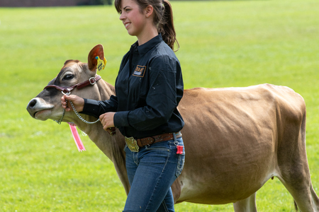 Harrogate, North Yorkshire, UK - July 12th, 2018: Cow judging at the Great Yorkshire Show on 12th July 2018 at Harrogate in North Yorkshire, Englandのeditorial素材