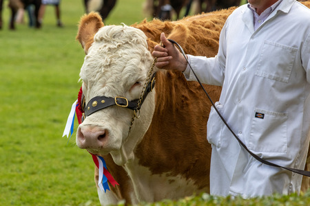 Harrogate, North Yorkshire, UK - July 12th, 2018: Cow judging at the Great Yorkshire Show on 12th July 2018 at Harrogate in North Yorkshire, Englandのeditorial素材