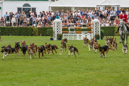 Harrogate, North Yorkshire, UK - July 12th, 2018: Hunt leaders led dozens of hounds into the main ring at the Great Yorkshire Show on 12th July 2018 at Harrogate in North Yorkshire, Englandのeditorial素材