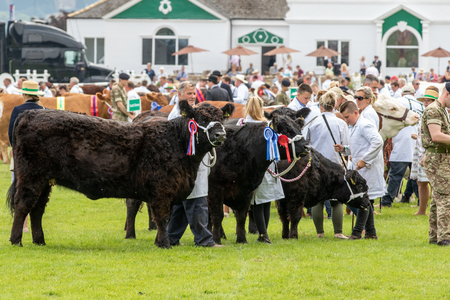 Harrogate, North Yorkshire, UK - July 12th, 2018: Cow judging at the Great Yorkshire Show on 12th July 2018 at Harrogate in North Yorkshire, Englandのeditorial素材