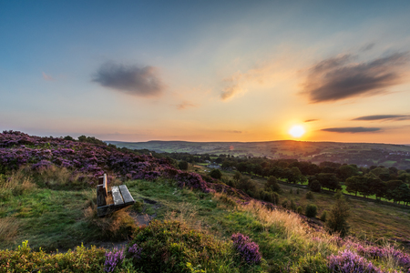Heather (Calluna vulgaris) in full bloom at Norland in Halifax, West Yorkshire. UKの写真素材