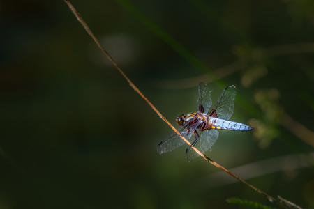 Broad-bodied Chaser (Libellula depressa) perched near a pondの写真素材