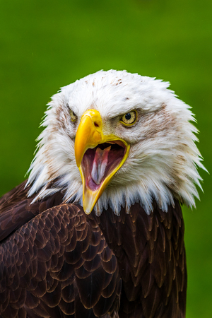 Bald eagle (Haliaeetus leucocephalus) Close-upの写真素材