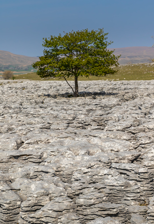 limestone pavement in the yorkshire dales UKの写真素材