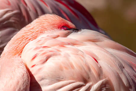 Flamingo at the Oasis Park on Fuerteventura , Spain.の写真素材