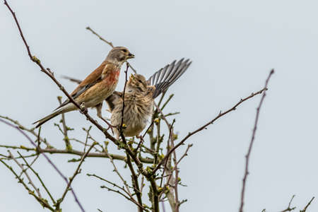 linnet (Carduelis cannabina) perched in a bush feeding it's youngの写真素材