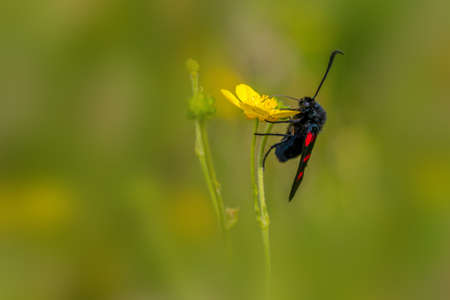 five-Spot Burnet (Zygaena trifolii) on a Yellow flowerの写真素材