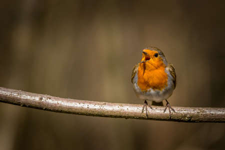 Robin (Erithacus rubecula) perched on a branch