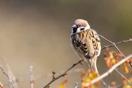 Tree sparrow (Passer montanus) perched in a bushの写真素材