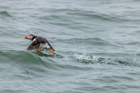 Puffin (Fratercula arctica) running on waterの写真素材