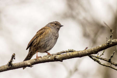 Dunnock (Prunella modularis) perched on a branchの写真素材