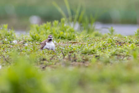 Ringed plover (Charadrius hiaticula)  on nestの写真素材