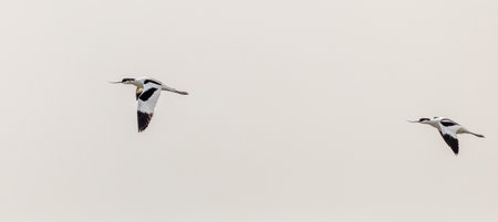 avocet (Recurvirostra avosetta) in flightの写真素材