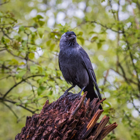 Jackdaw (Corvus monedula) perched on a tree trunk