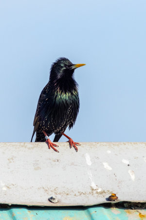 Starling (Sturnus vulgaris) perched on a tin roofの写真素材