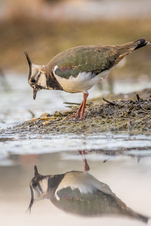 Lapwing (Vanellus vanellus) with reflection in the water