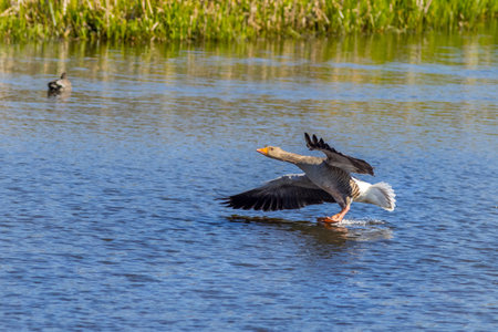 Greylag goose (Anser anser) landingの写真素材
