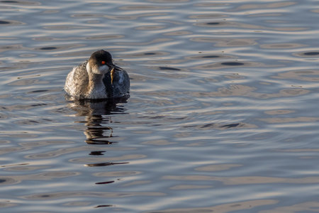 Black-necked Grebe (Podiceps nigricollis) on the water