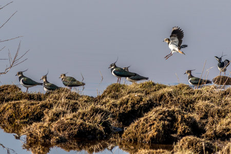 Lapwing (Vanellus vanellus) perched on a rockの写真素材