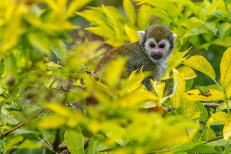 Squirrel monkey in the top of a tree