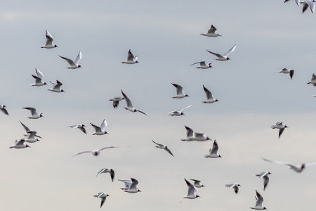 flock of black headed gulls in flightの写真素材