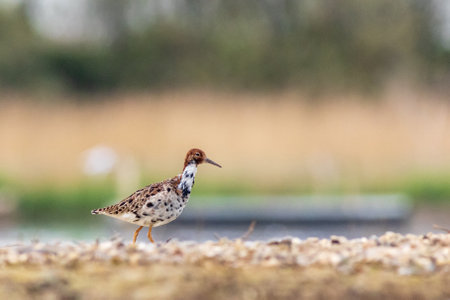 Ruff (Philomachus pugnax) closeup near the lakeの写真素材