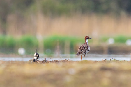 Ruff (Philomachus pugnax) standing on the edge of the waterの写真素材