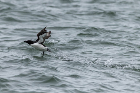 Razorbill (Alca torda) taking offの写真素材