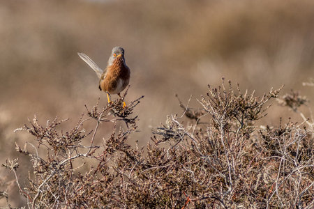 Dartford warbler (Sylvia undata) perched on heatherの写真素材