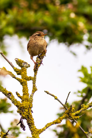 Wren (Troglodytes troglodytes) on a brachの写真素材