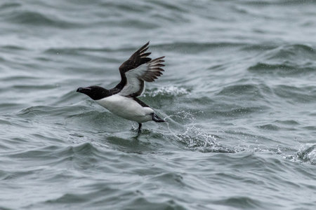 Razorbill (Alca torda) taking offの写真素材