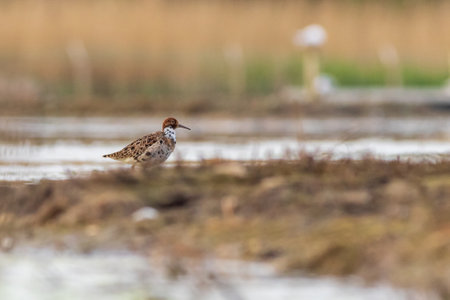 Ruff (Philomachus pugnax) standing on the edge of the waterの写真素材