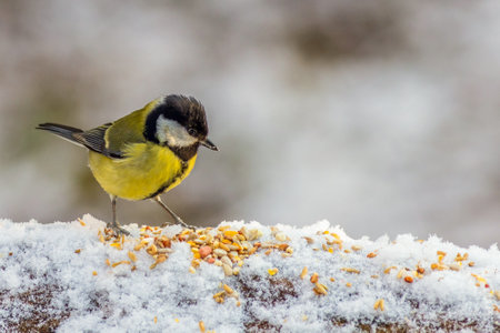 Great tit (Parus major) feeding on a branch in the snowの写真素材