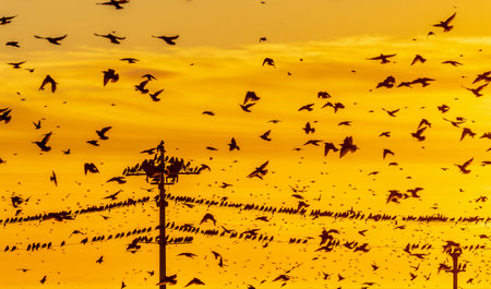 Starling murmuration on Blackpool North pierの写真素材