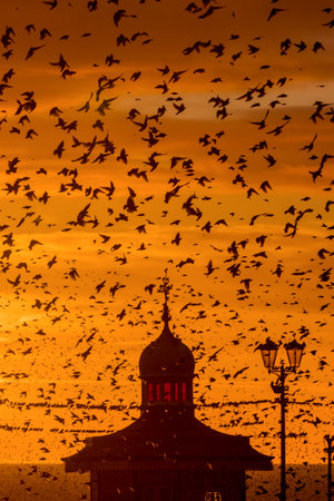 Starling murmuration on Blackpool North pierの写真素材