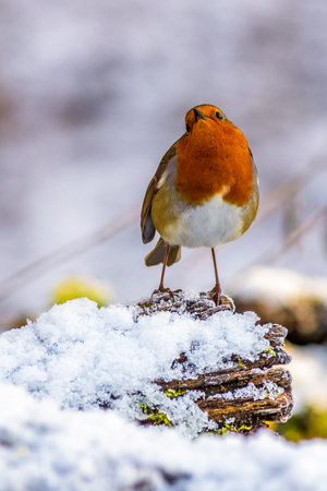 European robin (Erithacus rubecula) perched in the snowの写真素材