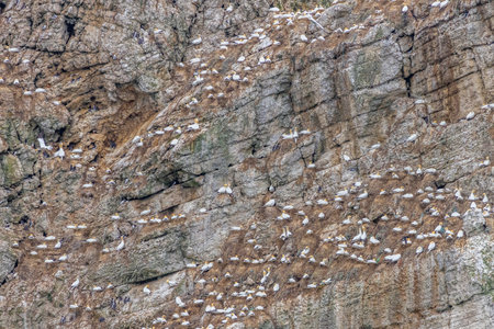 Seabird colony near bempton cliffs  on the Yorkshire coastの写真素材
