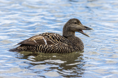 Frmale Eider (Somateria mollissima) on the waterの写真素材