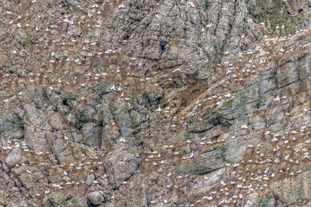 Seabird colony near bempton cliffs  on the Yorkshire coastの写真素材