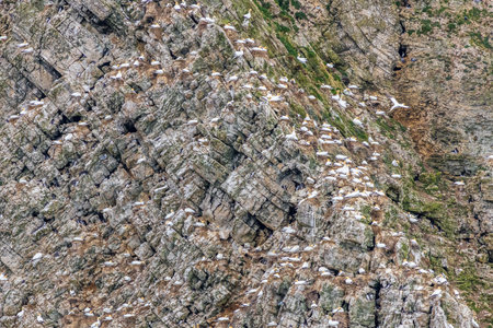 Seabird colony near bempton cliffs  on the Yorkshire coastの写真素材