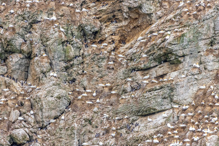 Seabird colony near bempton cliffs  on the Yorkshire coastの写真素材