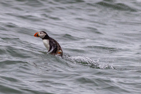 Puffin (Fratercula arctica) in the seaの写真素材