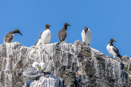 Guillemot (Uria aalge) perched on a rockの写真素材