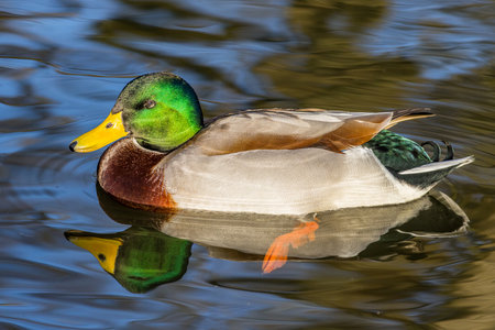 Mallard ( Anas platyrhynchos) on the waterの写真素材