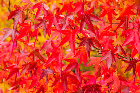 Japanese Acer tree closeup in autumnの写真素材