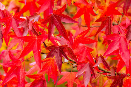 Japanese Acer tree closeup in autumnの写真素材