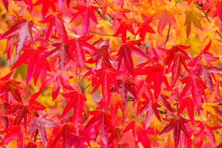 Japanese Acer tree closeup in autumnの写真素材