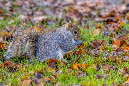 Grey squirrel on a lawn in Autumn eating